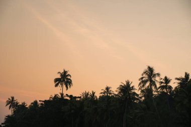 Gün batımında sahilde siluet hindistan cevizi palmiyeleri. Klasik ton. Gün batımında ya da gün doğumunda gökyüzü olan güzel hindistan cevizi palmiyesi. Güneş bir grup palmiye ağacının ardından batıyor..