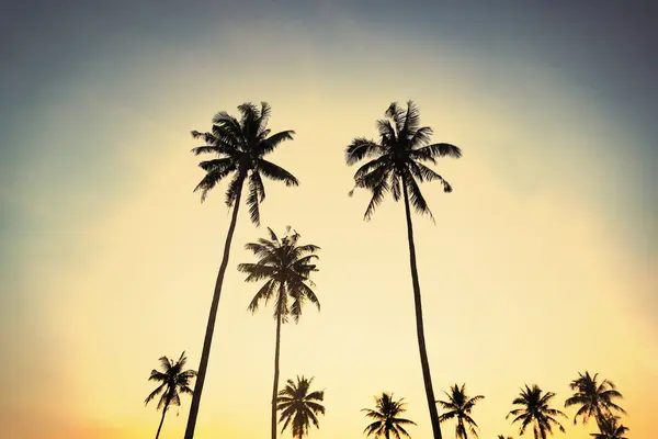 Silhouette coconut palm trees on beach at sunset. Vintage tone. Beautiful coconut palm tree with sky at sunset or sunrise time. The sun setting behind a group of Palm Trees.