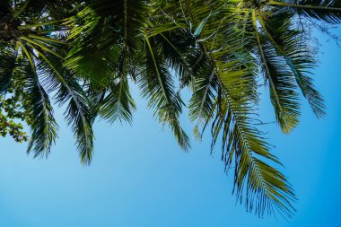 Güzel tropikal sahilde yakın plan hindistan cevizi palmiyesi ağacı. Güneş ışığı olan tropik palmiye ağacı. Tropikal bir orman. Palmiye yaprakları kapanır. Tatil ve doğa yolculuğu macera konsepti.