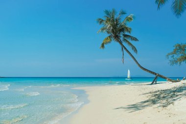 Tayland 'daki Koh Kood adasında palmiyeler ve turkuaz deniz manzaralı güzel bir sahil. Kum ve hindistan cevizi ağacıyla kaplı tropik deniz plajı açık mavi gökyüzü arka planı. Güneşli beyaz kumsal yaz tatili ve tropikal plaj konsepti.