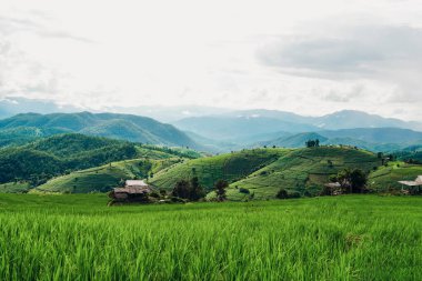 Ban pa bong piang harika bir yer ve Chiang Mai Tayland 'da görülmemiş. Güzel altın teraslı pirinç tarlası. Pirinç terasları Güzel manzara.