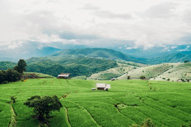 Ban pa bong piang harika bir yer ve Chiang Mai Tayland 'da görülmemiş. Güzel altın teraslı pirinç tarlası. Pirinç terasları Güzel manzara.