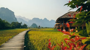 Vang Vieng Laos 'taki tahta yol ve altın pirinç tarlası. Asya 'daki altın pirinç tarlası güzel mavi gökyüzüne karşı..
