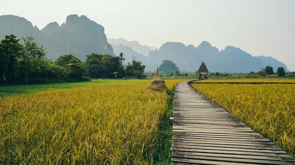 Wooden path and golden rice field in Vang Vieng, Laos. The golden rice paddy field plantation in Asia against a beautiful blue sky.
