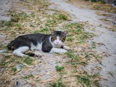 Sokaktaki bir kedinin portresi. Güzel çizgili tekir kedi arabanın çatısında oturuyor. Şehir yolunda tüylü bir kedi oturuyor. Evsiz, siyah beyaz kürklü ve parlak sarı gözlü.