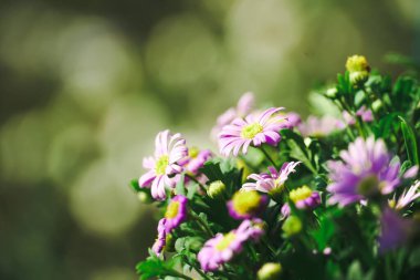 Bir tarlada büyüyen mor papatyaların yakın çekimi. Osteospermum 'un güzel çiçekli çalısı. Mor-leylak renginde taç yaprakları sığ tarlanın derinliklerinde. Papatya çalıları, Afrika papatyaları, Güney Afrika papatyası ve Cape papatyası olarak bilinirler..