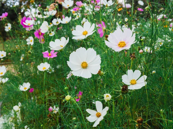 Beautiful cosmos flowers blooming in garden. Colorful cosmos flowers in spring. Cosmos flowers at the farm in sunrise in the morning. Cosmos are annual flowers with colorful, daisy-like flowers.