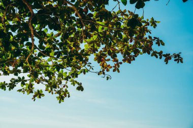 Terminalia catappa yaygın isimleri Country-badem, tropikal badem. Bahçedeki ağacın altından taze yeşil yapraklar görünüyor. Mavi arka planda yeşil yapraklar.