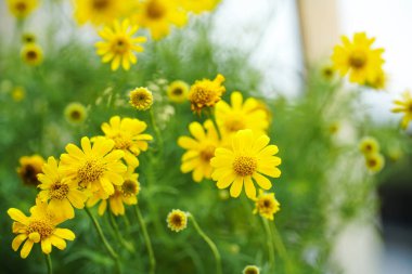 Parkta sarı papatya çiçeği grubu ve bulanık arkaplan.