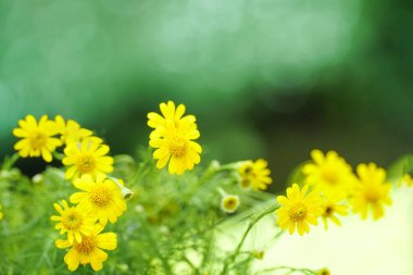 Parkta sarı papatya çiçeği grubu ve bulanık arkaplan.