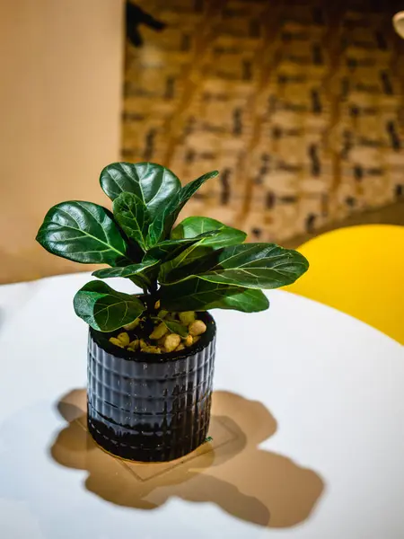 Fiddle leaf fig, Ficus lyrata, pot plant with white table in background. A photo of a lush, healthy Fiddle Leaf Fig or Ficus lyrata Bambino with large, glossy, green leaves.