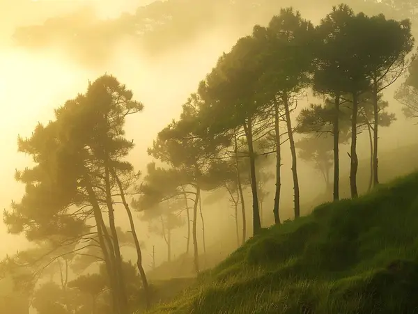 Misty pine forest wood at sunrise sun shine. the sun shines through the trees in a forest filled with green grass and tall, thin, thin trees.