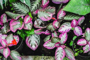 Kızıl Çiçekli Episcia, Afrika menekşe bitki familyasının bir üyesidir. Episcia cupreata, Gesneriaceae familyasından bir bitki türü.