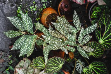 Güzel Begonya bitkisi yaprakları. Uygun adı Begonia White Ice olan bu koyu yeşil yapraklı ve yoğun beyaz noktalı baston türü, kar ve kar örtülü kar fırtınalarının kış manzaralarını anımsatıyor. Adının aksine, bu begonya parlaklığa tahammül edebilir. 