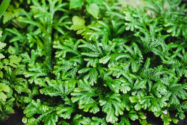 A selaginella kraussiana also known as Krauss spikemoss, Krauss\'s clubmoss or African clubmoss is a ground cover plant, often planted under trees or areas with high shade and humidity.