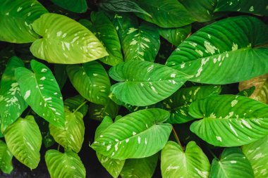 Borneo 'dan nadir aroid, Schismatoglottis wangii. Schismatoglottis Motleyana 'da bitki yetiştirmek kolaydır. Azıcık ilgi uzun bir yol kateder. Daha eski sarı yapraklardan kurtulmak için sık sık budanması gerekebilir..