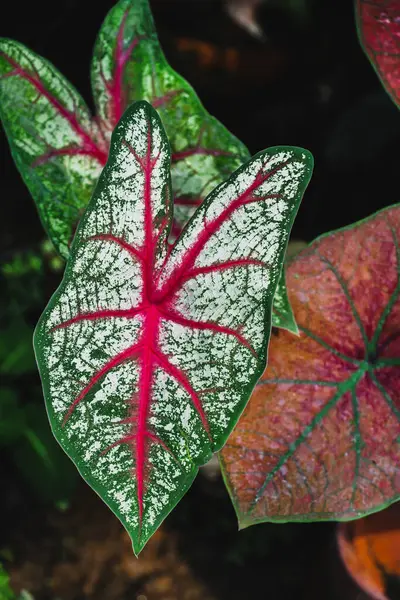 Closeup at the leaves of a Caladium plant. This cultivar is the Caladium Heart and Soul. It\'s also called Elephant ear, heart of Jesus and angel wings. It\'s a popular houseplant.