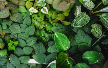 Doğa baharda bahçede yeşil arka plan bırakır. Koyu tropikal yeşillik doğal arka plan. Yeşil terk aroidini kapatın. Doğa yeşil bitki deseni arka plan ve doku.