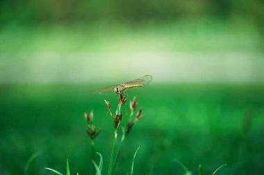 İmparator yusufçuk ya da mavi imparator, Aeshnidae familyasından bir yusufçuk türüdür. İmparator Yusufçuğun aşırı yakın çekimi.