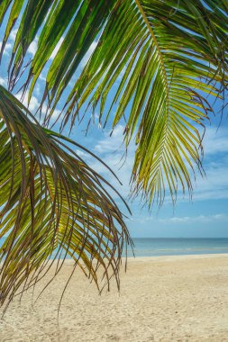 Palmiye yaprakları açık mavi gökyüzü ile tropikal bir zemin oluşturur ve geniş bir kopya alanı görüntüsü sağlar. Güzel tropikal plaj afişi. Yaz denizi ufku, cennet gibi ada manzarası..