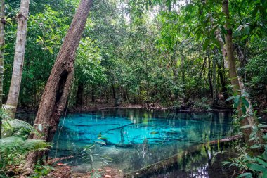 Güzel kristal berraklığında Zümrüt Havuzu, ya da Sa Morakot, Tayland, Yengeç 'te ünlü doğal yüzme ve turizm merkezi..