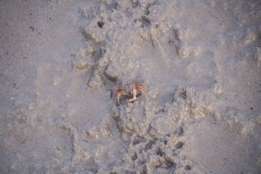 Tayland 'da kumsalda sular çekildiğinde ıslak kumda beslenen büyük bir kum baloncuk yengeci kolonisi. Asker yengeç, Dotilla mictiroides, tropikal kıyılarda ve Tayland 'ın çamur düzlüklerinde bulunan bir kum kabarcığı yengeci türüdür.