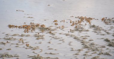 Tayland 'da kumsalda sular çekildiğinde ıslak kumda beslenen büyük bir kum baloncuk yengeci kolonisi. Asker yengeç, Dotilla mictiroides, tropikal kıyılarda ve Tayland 'ın çamur düzlüklerinde bulunan bir kum kabarcığı yengeci türüdür.
