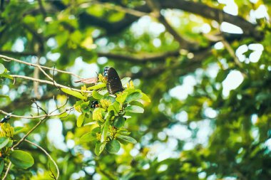 Çok nadir bulunan bir kelebek nektarini çalıların tepesinde bir böğürtlen çiçeğinin üzerinde. Güzel kelebekler zarif bir şekilde çiçeklerin üzerinde süzülür, yemyeşil doğanın ortasında, parlak güneşli bir gökyüzünün altında.