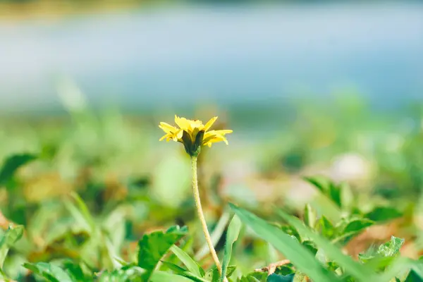 stock image Wedelia flower, Wedelia trilobata, Sphagneticola trilobata, creeping-oxeye, trailing daisy. Bay Biscayne creeping-oxeye, a species of Creeping-oxeyes, also known as Singapore daisy, Wedelia, Trailing wedelia, Yellow creeping daisy.