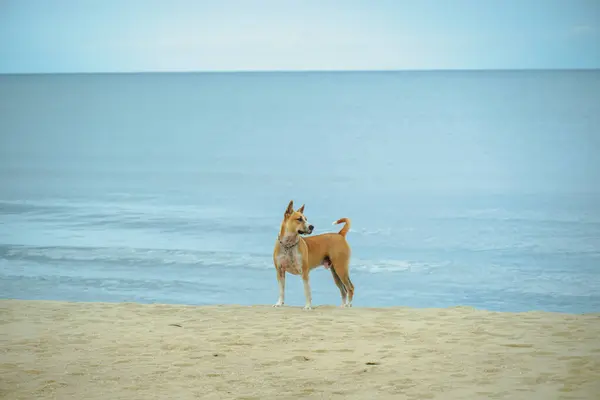 Güzel kırmızı köpek sahilde duruyor. Kırmızı bir köpek arka planda beyaz bir kumsalda duruyor..