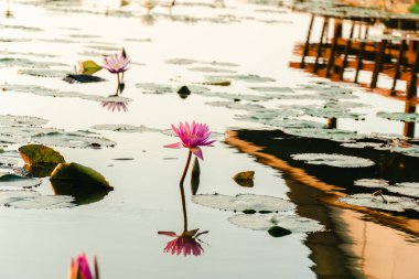 Lotus gölünün üzerinde gün batımı, güzel pembe nilüfer çiçekleri ve su nilüferleri, gölün üzerinde gün batımı, gün batımında göl üzerinde güzel nilüfer çiçekleri.
