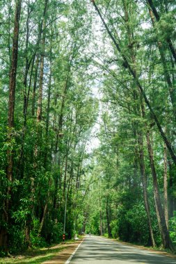 Tayland 'da yetişen çam ormanlarında ağaçların oluşturduğu tünelden geçen patika. Sabahın erken saatlerinde Pine Tree Garden 'da gün doğumuyla birlikte güzel bir yol. Çam ağaçları tüneli çakıllı yol.