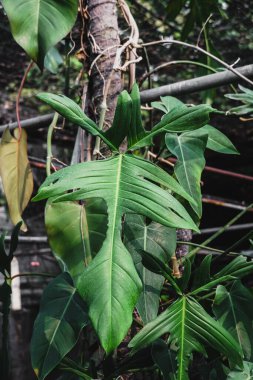 Philodendron Altın Ejderhası 'na yakın. Philodendron kireç keman bitkisi güzel tropikal bitkiler. Philodendron, yeşil yaprakları ve altın yaprakları olan tropikal bir bitkidir.