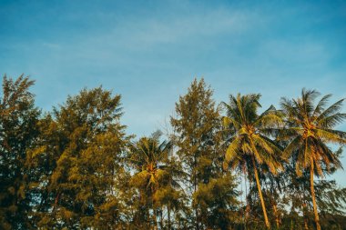 Gün batımında çam ağaçları ve hindistan cevizi ağacı. Uzun ve taze hindistan cevizi ağaçları temiz bir arka plana karşı.