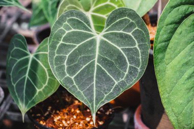 Vazodaki anturyum kristalinin yaprakları. Büyük yapraklar ve kalın beyaz renkte Crystal Anthurium. Nadir ve güzel bir anthurium bitkisi. Yeşil yapraklı, adı da Crystal Hope.