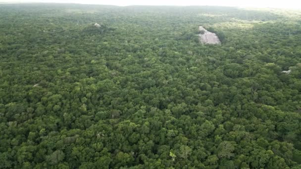 Mexique Campeche Calakmul Ruines Mayas Haute Pyramide Sur Péninsule Yucatan — Video