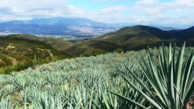 Manzara Oaxaca Mexico Mezcal alkollü içecek üretimi için verilen çiftlik Meksika meşrubat içeceği.