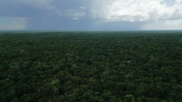 México Campeche Calakmul Ruinas Mayas Pirámide Más Alta Península Yucatán — Vídeo de stock