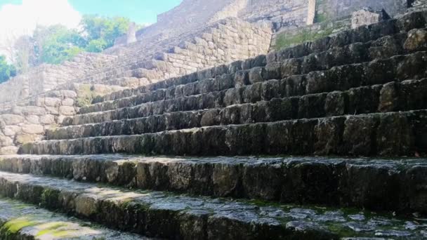 Calakmul Antiguas Ruinas Mayas México Profunda Vegetación Selva Cerca Escaleras — Vídeo de stock