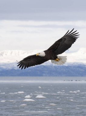 Bald eagle flying with  over the bay with ice in water clipart