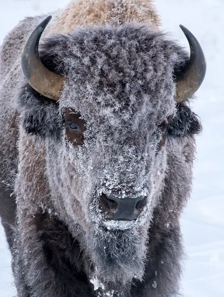 Ουρός Παγετός Bison Πορτρέτο Κεφάλι Λευκό Φόντο Tetons — Φωτογραφία Αρχείου