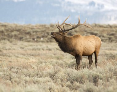 Bull elk bugling during rut clipart