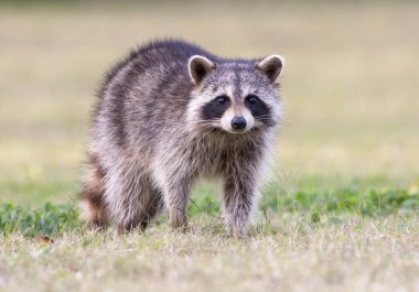 Raccoon standing on green grass in middle of field in county park clipart