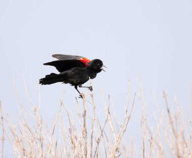 Gaga ile açık arama dal Kırmızı - kanatlı blackbird tünemiş