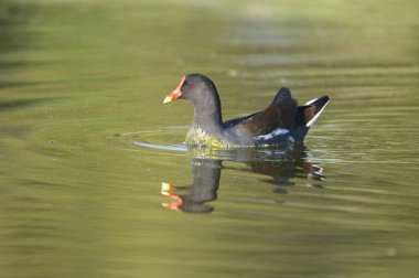 ortak moorhen, yüzer ya da önündeki yeşil Su yosunu ile Yüzme gallinula chloropus