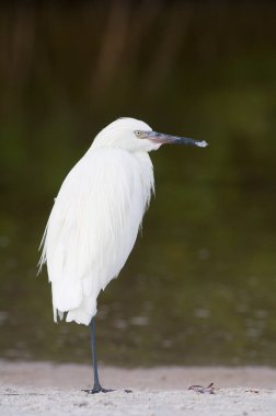 kırmızımsı ak balıkçıl, egretta rufescens, gri ya da mavi su ayakta beyaz morfoloji