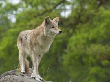 Coyote on rock searching for next meal with green trees clipart