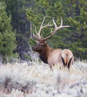 bull elk looking over back in sagebrush clipart