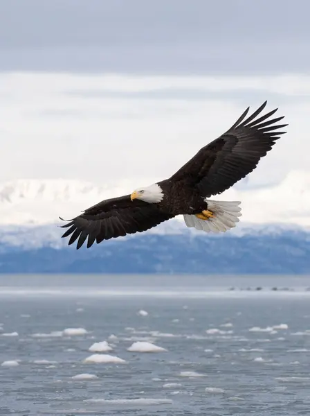 Bald Eagle Vliegen Met Baai Met Ijs Water — Stockfoto