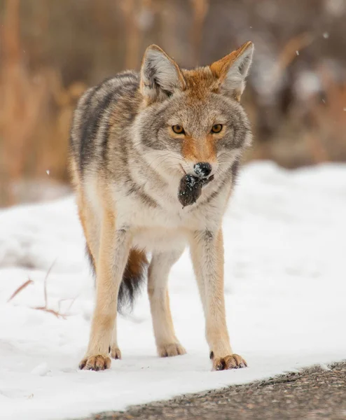 Coyote with lunch of mouse or vole in snow at Yellowstone